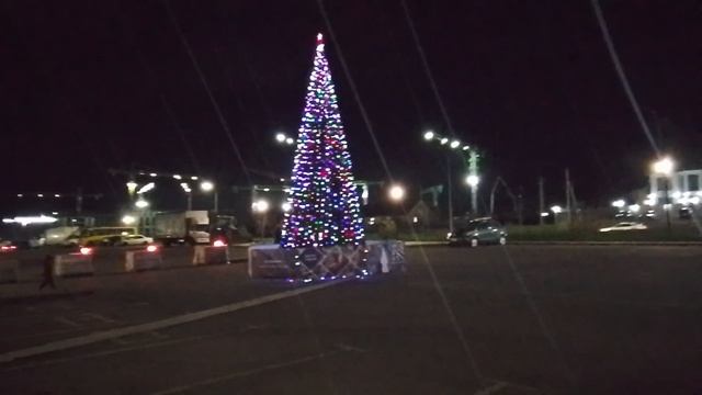 Новогодняя ёлочка горгиппия морская