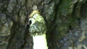 гриб веселка