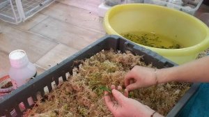 Пересадка Орхидей продолжает,  фласята .