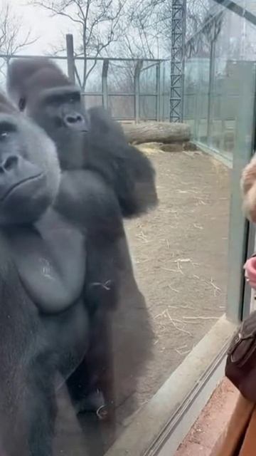 Спали за изменой