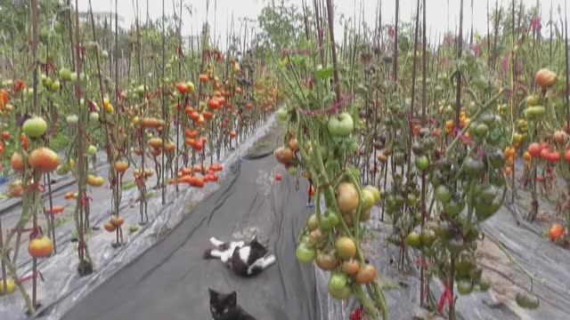 Обзор томатов и огорода 17 августа 2022 года. Удаление листьев ускоряет созревание плодов! смотреть онлайн