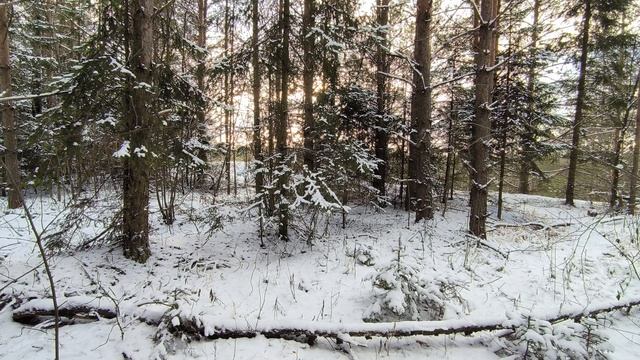 Солнечный день в зимнем лесу. ч.1. Декабрь 2025 смотреть онлайн