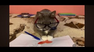 На канале Карусель Kotiynet с 2025 году (10 сезон 1 серия) Название Валентина 14 Февраля