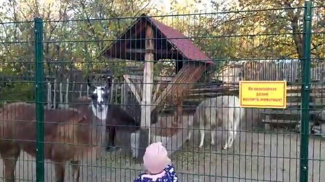 Нижний Новгород зоопарк Лимпопо смотреть онлайн