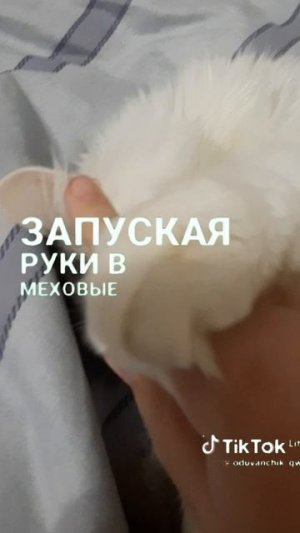 тёплые котыыыыы)