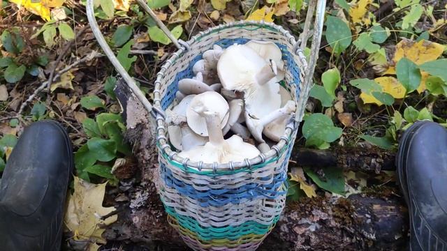 Грибы рядовки. смотреть онлайн