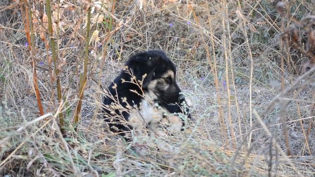 Sad puppy in the grass