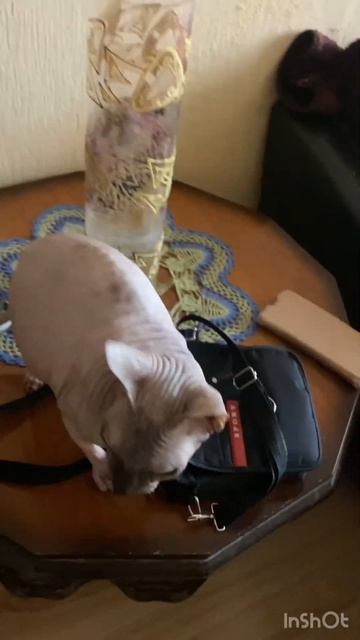 Сфинкс смотреть онлайн