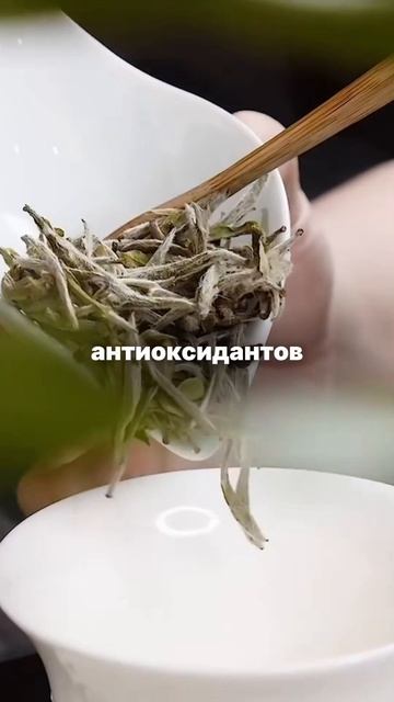 Почему белый чай называют витамином смотреть онлайн
