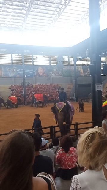 Слон улыбнулся? Или это мне показалось? Что скрывает шоу слонов в Nong Nooch? смотреть онлайн