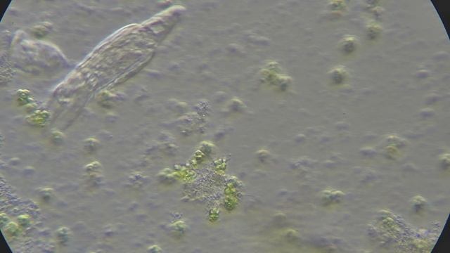 Вода из вазы, снятая методом контраста Хоффмана смотреть онлайн