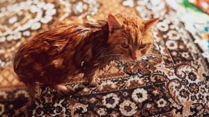 Гарик чуть не помер 🐱 Пришел мороз