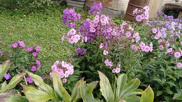 Флоксы - повторно зацвели осенью 2025 смотреть онлайн