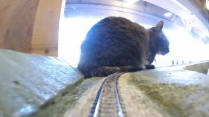 Кошки и поезда