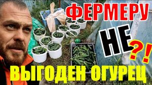 Почему мы убрали огурец? Выехали на рынок с овощами. Ставим забор.