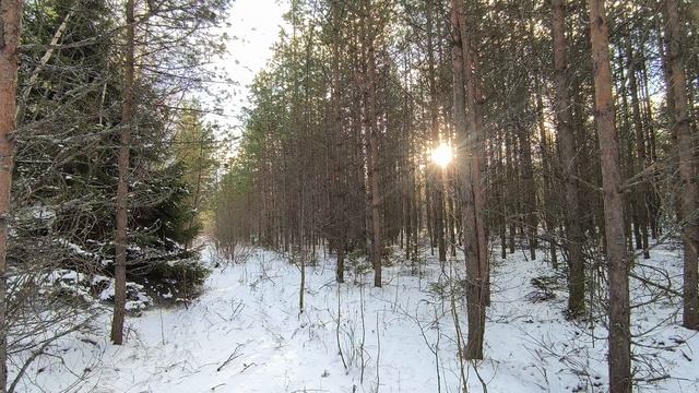Солнечный день в зимнем лесу лесу. Декабрь 2025
