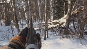 Бегаю за зайцем😄 Рябчики, нашёл подранка.