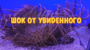 Калининград. Остров Канта. музей Мирового океана. Рыбная деревня