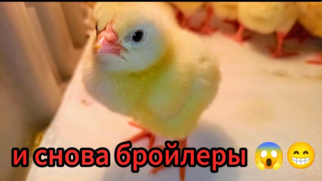 Приехали суточные цыплята бройлеры... Опять милые зарисовочки...