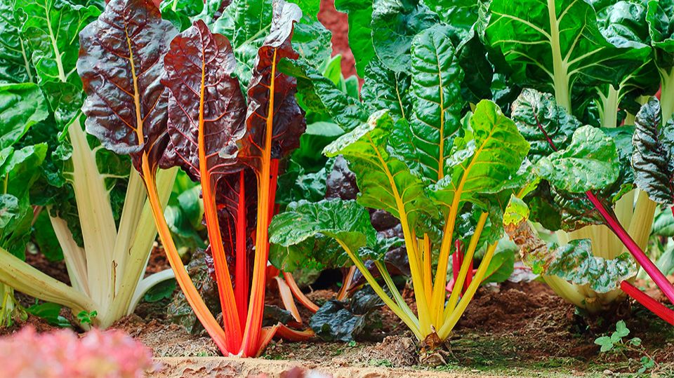 МАНГОЛЬД - чем не ХОСТА_ И вкусно, и красиво смотреть онлайн