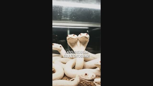 ЗООПАРК. Объект 99 г. Ярославль. "Записи об аномалиях от К.О.Н.Т.У.Р." №79, ЗАПИСЬ 056. смотреть онлайн