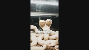 ЗООПАРК. Объект 99 г. Ярославль.  "Записи об аномалиях от К.О.Н.Т.У.Р." №79, ЗАПИСЬ 056.