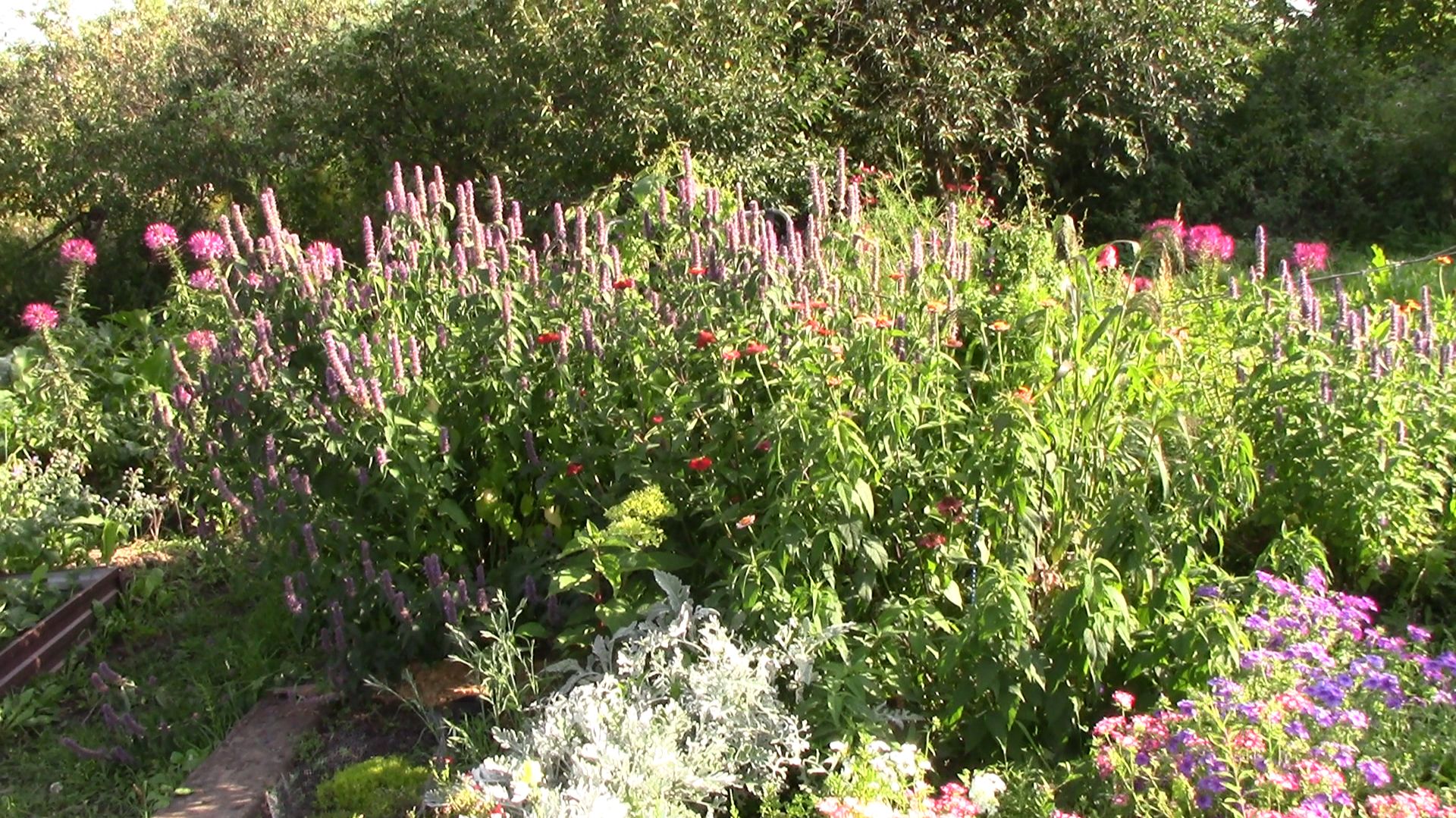 ЛОФАНТ, АГАСТАХЕ, МНОГОКОЛОСНИК - универсальный и эффектный цветок смотреть онлайн