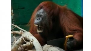 ПСИХИКА  Телеологичность Эксперимент с орангутангом