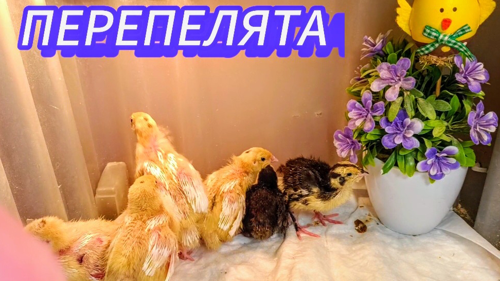 Милые перепелятки 🥰 зарисовочка...