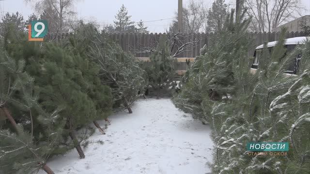 Новости Старого Оскола от 16 декабря смотреть онлайн