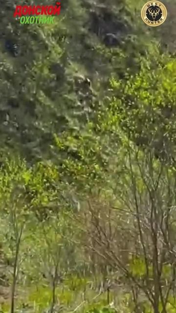 Горная охота - Эту красоту видят только охотники смотреть онлайн