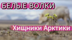 Белые волки - хищники Арктики