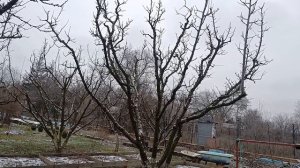 Современная система обрезки сливы.