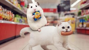 Смешные видео про животных