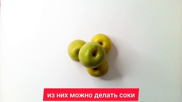 Яблоки Симиренко смотреть онлайн