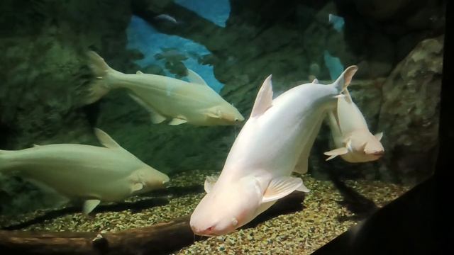 ПОЕЗДКА, ВСТРЕЧА С ДОЧЕЙ. смотреть онлайн