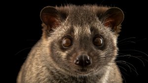 Мусанг: Азиатская Пальмовая Цивета | Интересные факты про животных