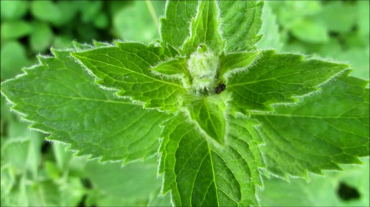 Мята смотреть онлайн