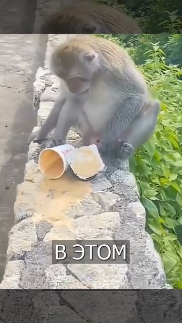 Видео про обезьянку как она обожгла свои яички