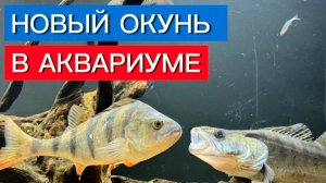 Новый Окунь в Аквариуме
