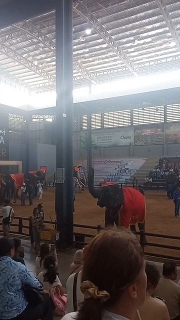 Этих слонов учат рисовать — зачем? Что скрывает шоу слонов в Nong Nooch? смотреть онлайн