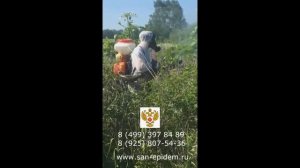 Гербицидная обработка от борщевика от компании San-epidem.ru