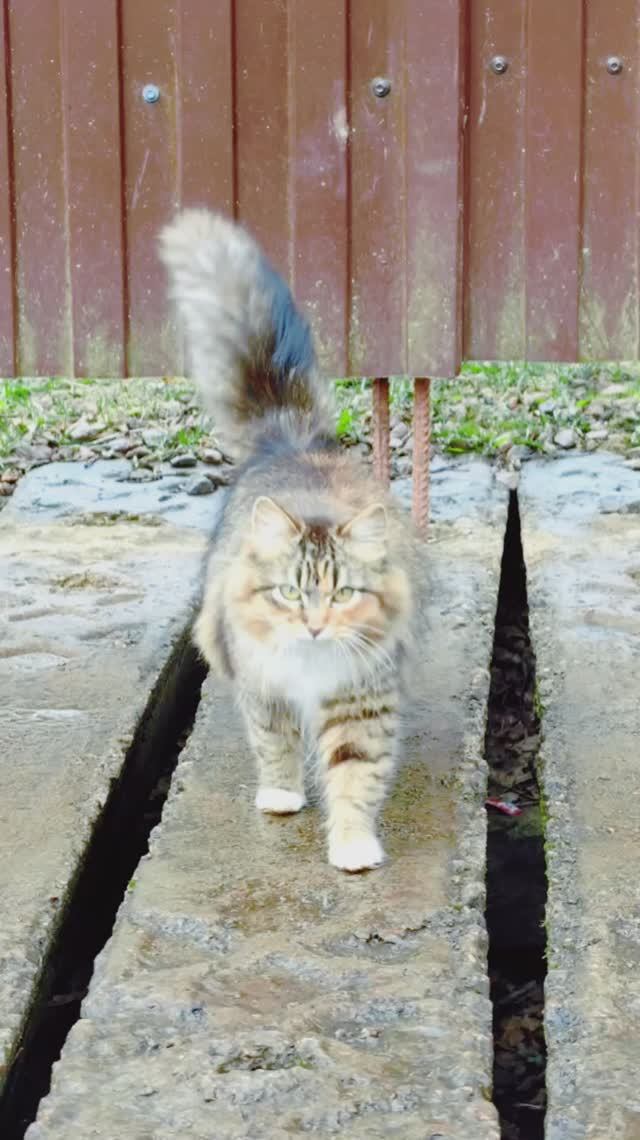 Сергей и Алиса | История двух сердец | Дачные видеозарисовки | День Добрых Дел | Часть 1