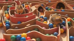 РАЗВЛЕКАТЕЛЬНОЕ ВИДЕО ДЛЯ ДЕТЕЙ