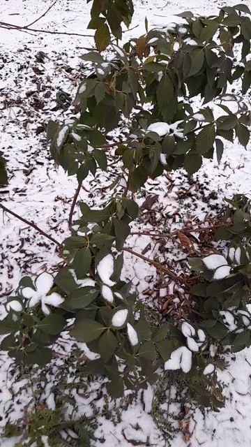 Растения на участке в декабре. смотреть онлайн