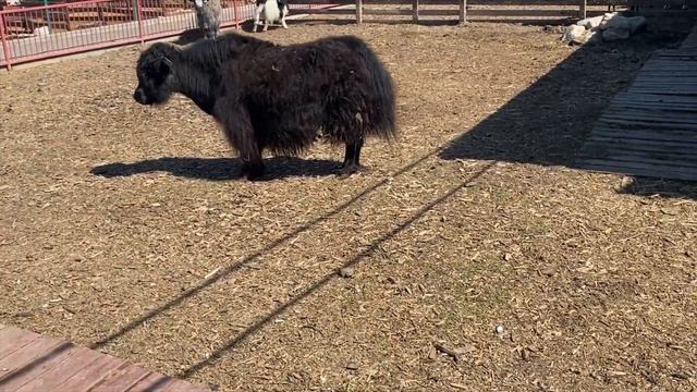 Зоопарк в Поселении Краснопахорское, Калужское шоссе. смотреть онлайн