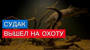 Судак Начал Охотиться