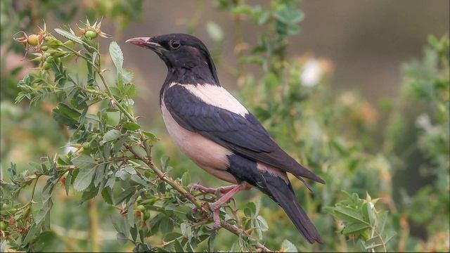 Пение розового скворца. Звуки скворцов в природе