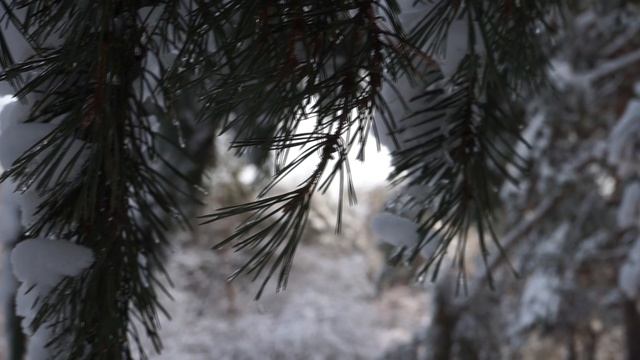 В Свердловской области стартовали профилактические рейды по лесам. Панорама 16.12.25 смотреть онлайн