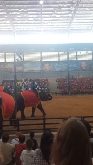 Он не верит, что слон бросил 3-очковый Что скрывает шоу слонов в Nong Nooch? смотреть онлайн